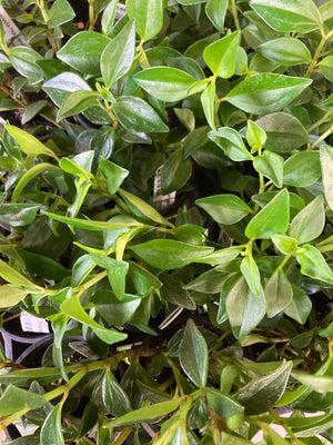 Peperomia, Trinervula