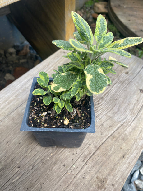 Sage, Golden