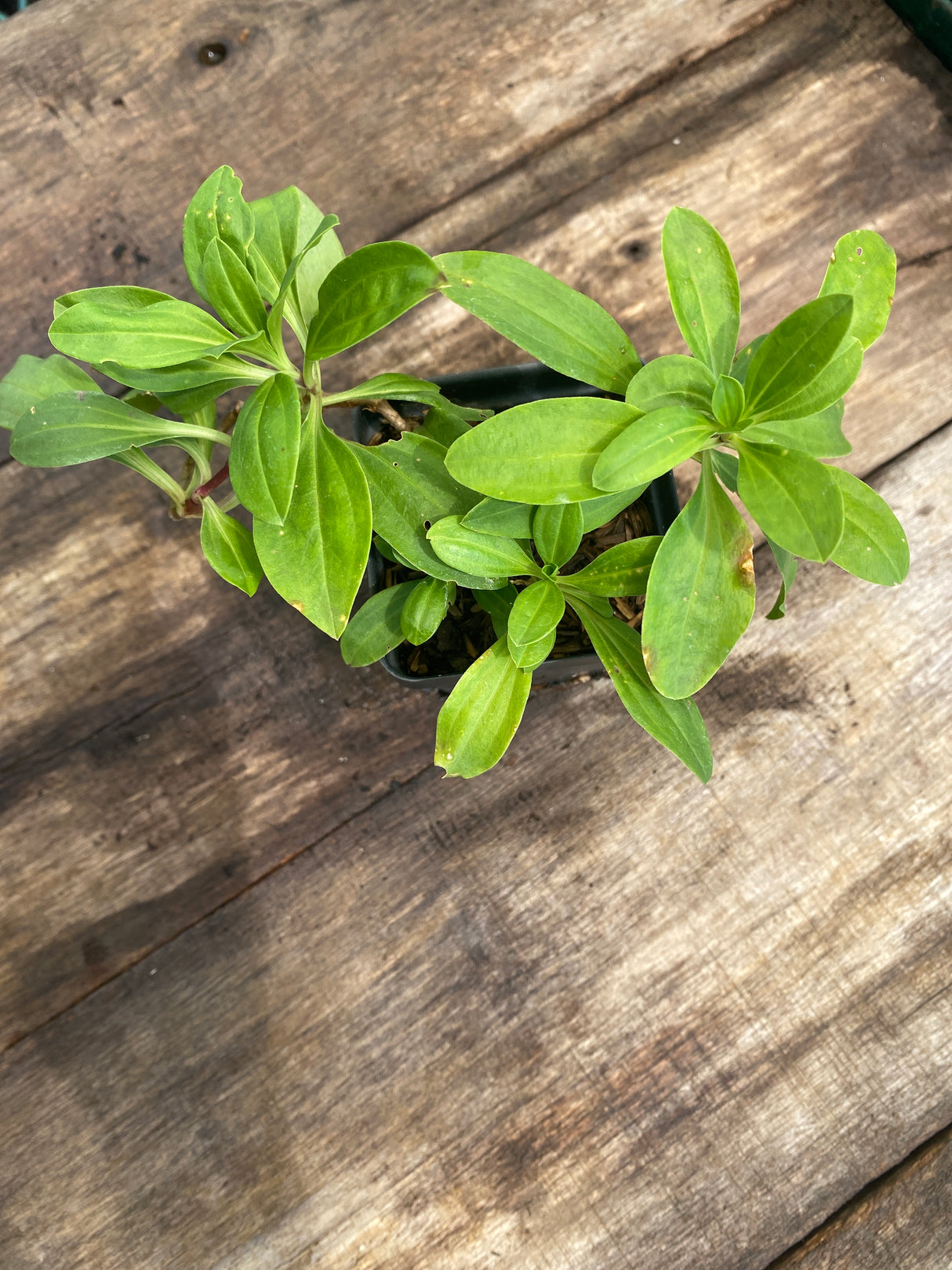 Soapwort