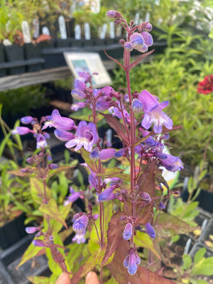 Beardtongue, Appalachian