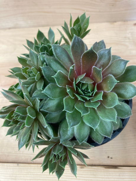 Hen and Chicks, Kalinda