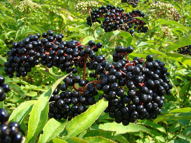 Seedling Elderberry Native Fruit Tree For Sale