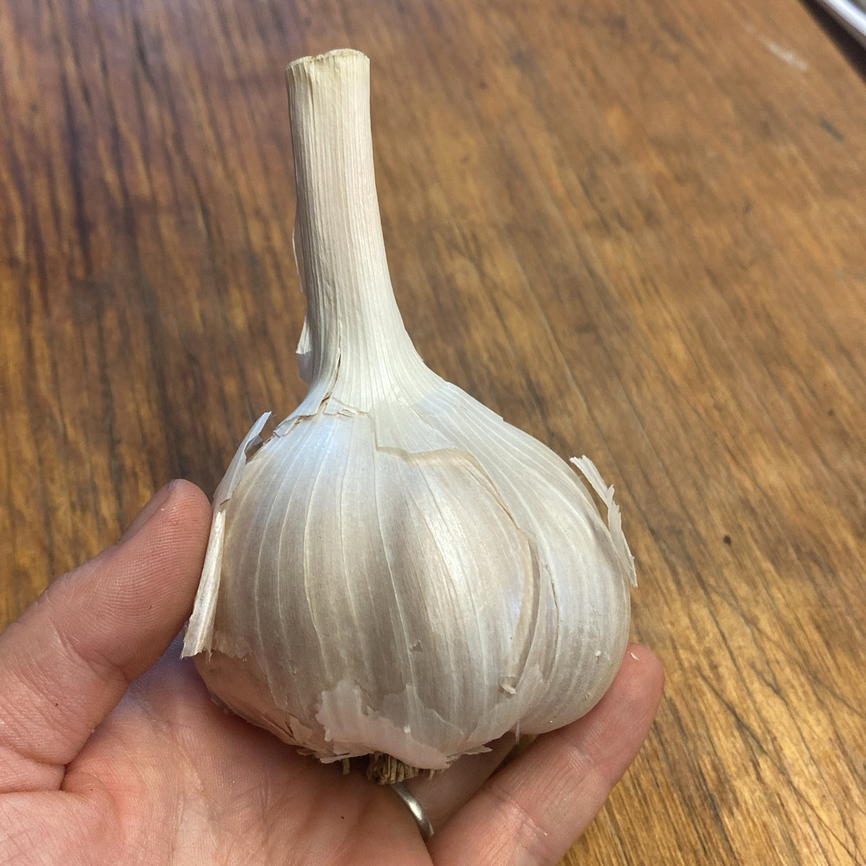 Elephant garlic in hand