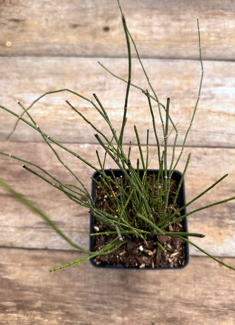 Equisetum hyemale horsetail potted plant for sale