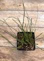 Equisetum hyemale horsetail potted plant for sale