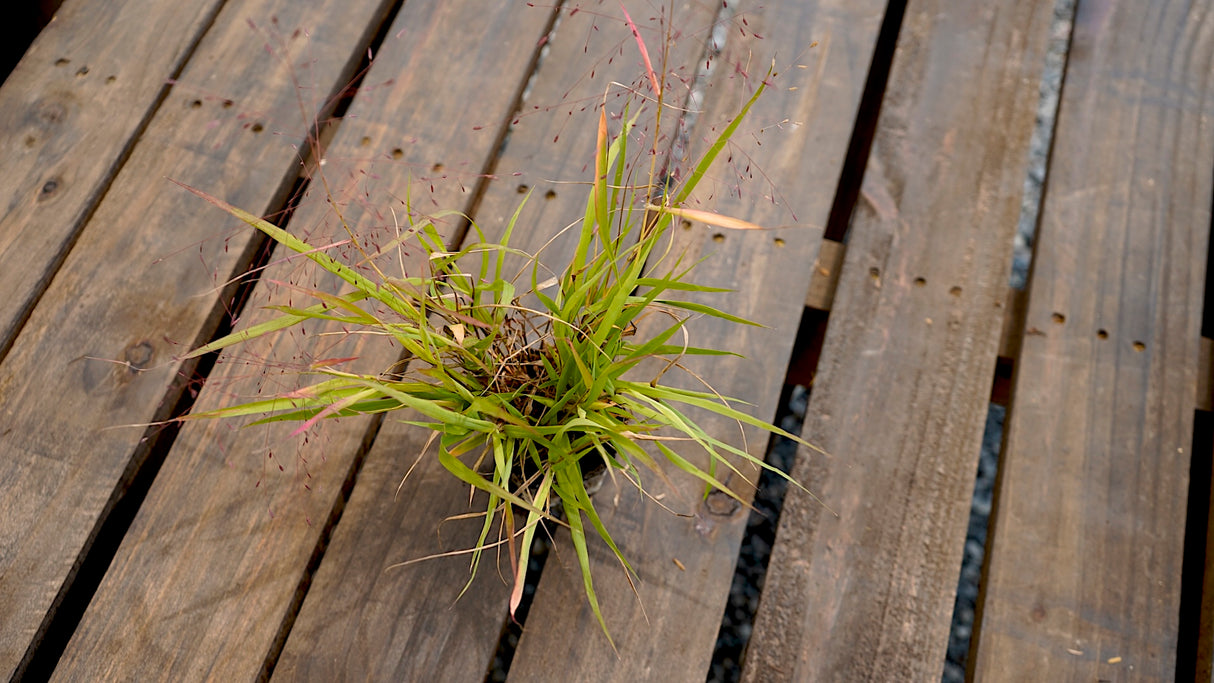 Eragrostis spectabilis purple lovegrass potted plant for sale