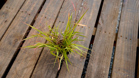 Eragrostis spectabilis purple lovegrass potted plant for sale