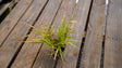 Eragrostis spectabilis purple lovegrass potted plant for sale