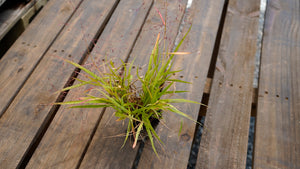 Eragrostis spectabilis purple lovegrass potted plant for sale