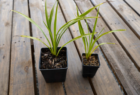 Eryngium yuccifolium rattlesnake master potted plant for sale