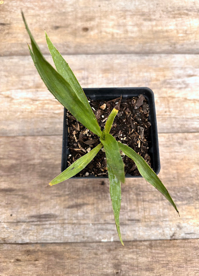 Eryngium yuccifolium rattlesnake master potted plant for sale