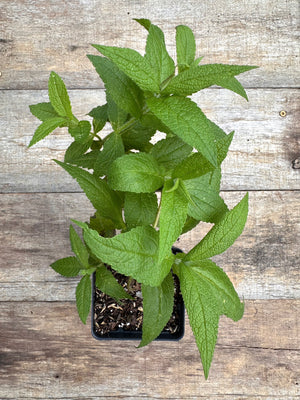 Eupatorium perfoliatum boneset potted plant for sale