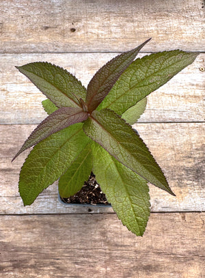 Eupatorium perfoliatum boneset potted plant for sale