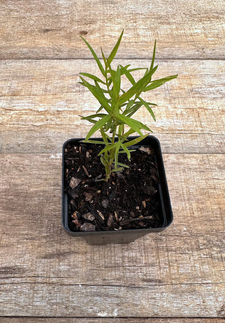 Euthamia caroliniana grass leaved goldenrod potted plant for sale