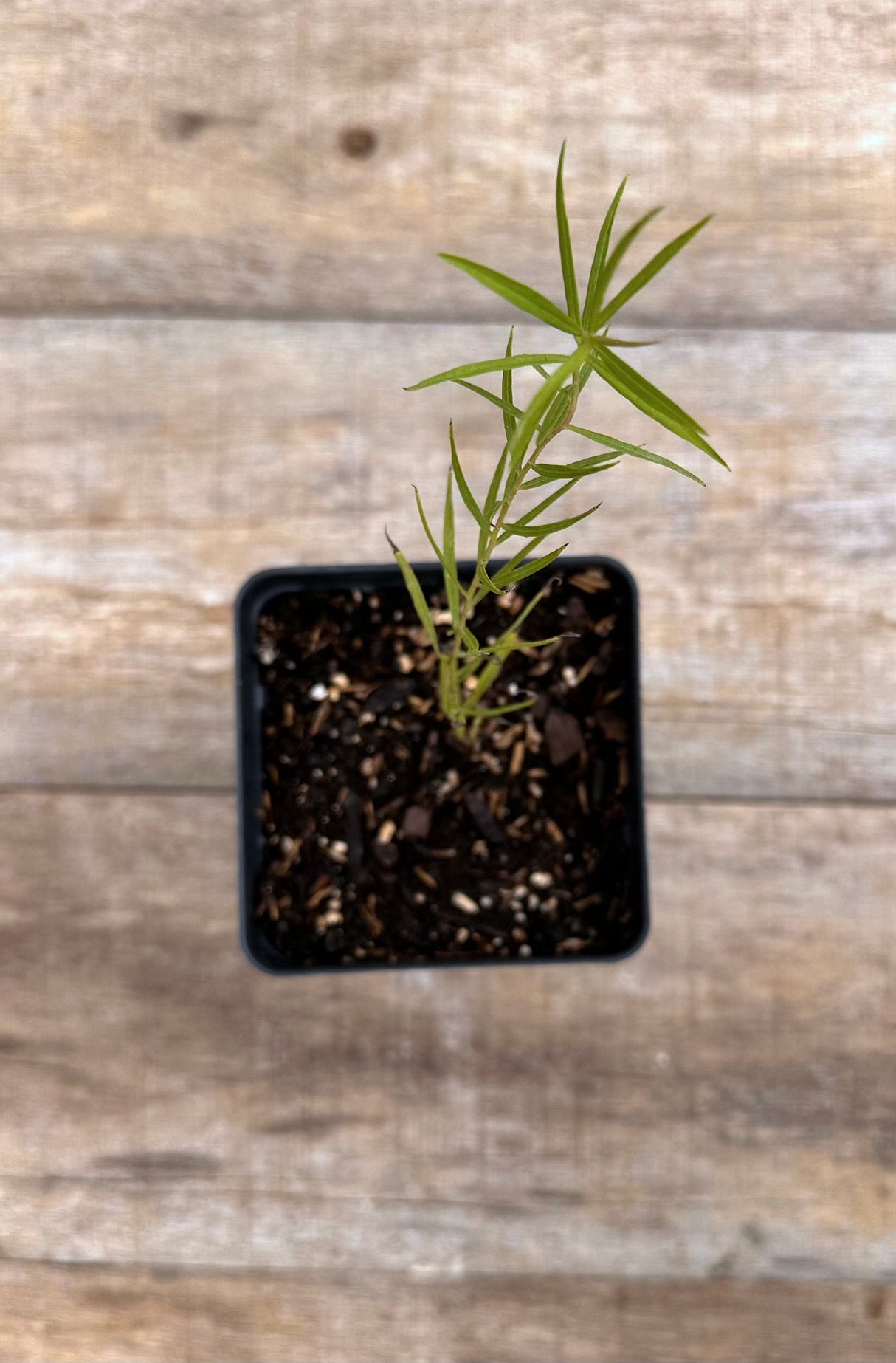 Euthamia caroliniana grass leaved goldenrod potted plant for sale