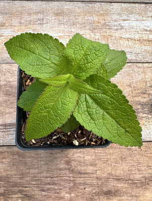 Eutrochium maculatum spotted joe pye weed potted plant for sale