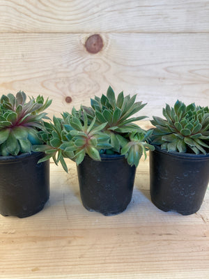 Hen and Chicks, Kalinda