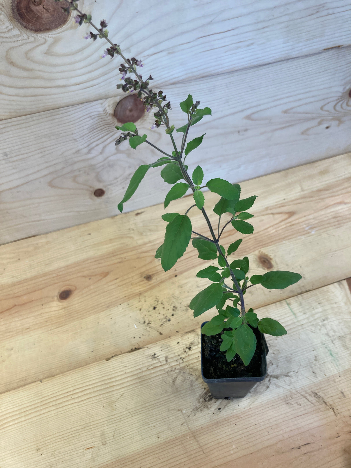 Tulsi, Amrita