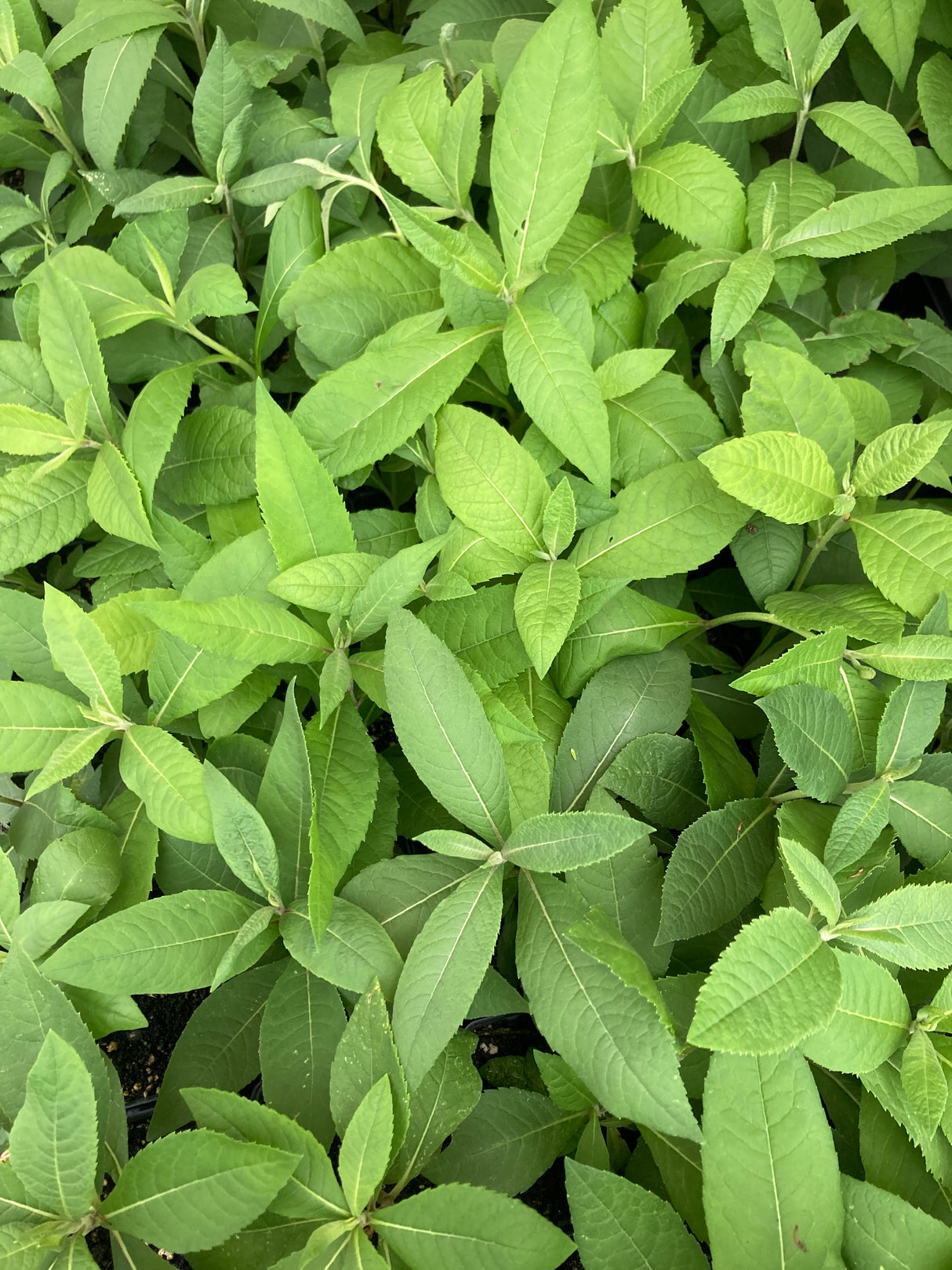 Ironweed, Missouri