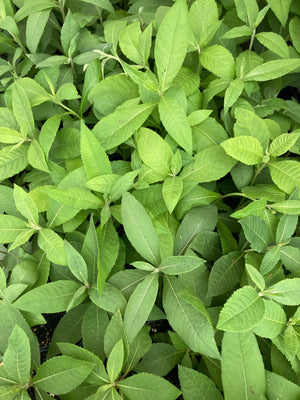Ironweed, Missouri