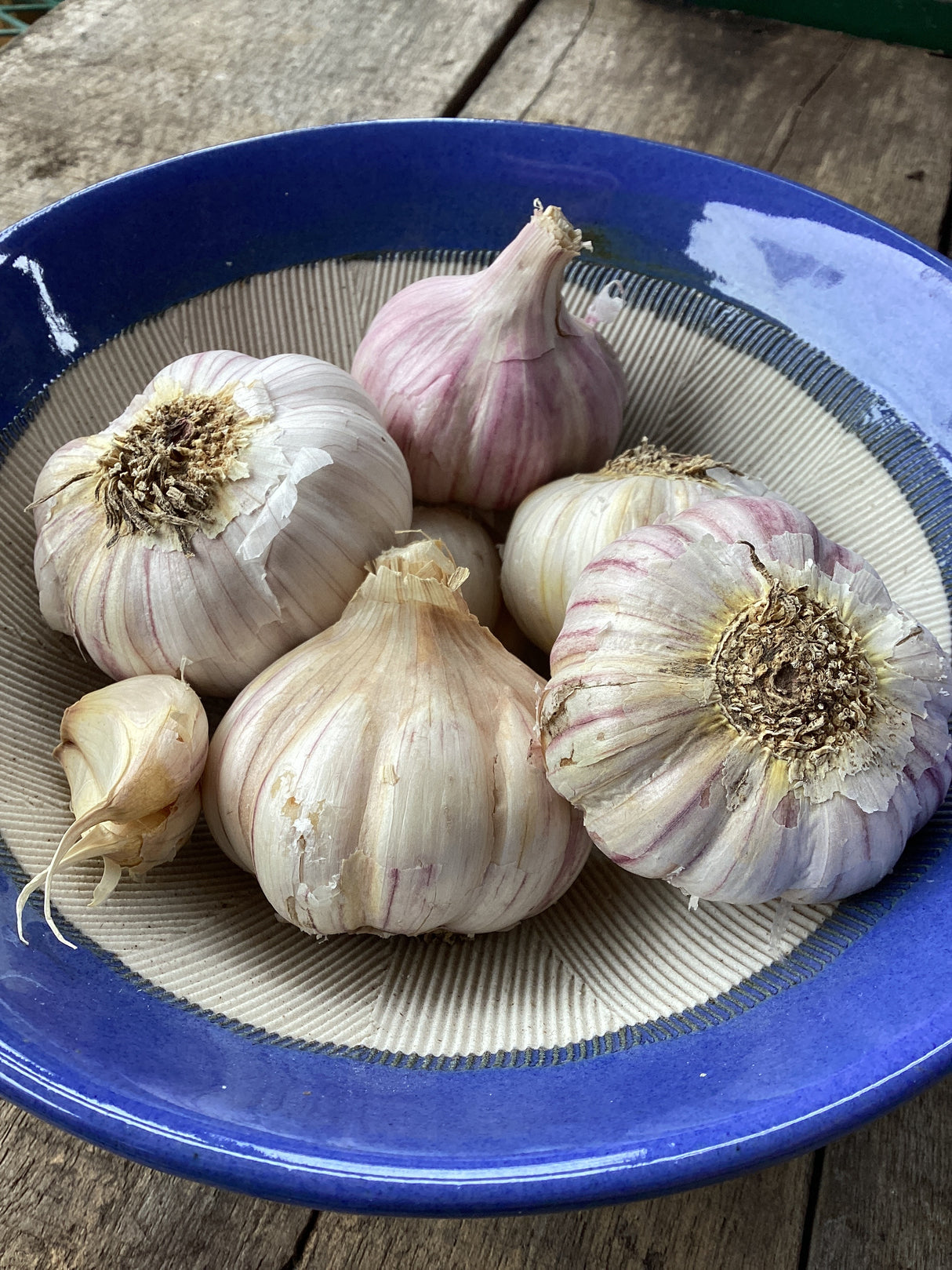 Duganski, Hardneck, Seed Garlic