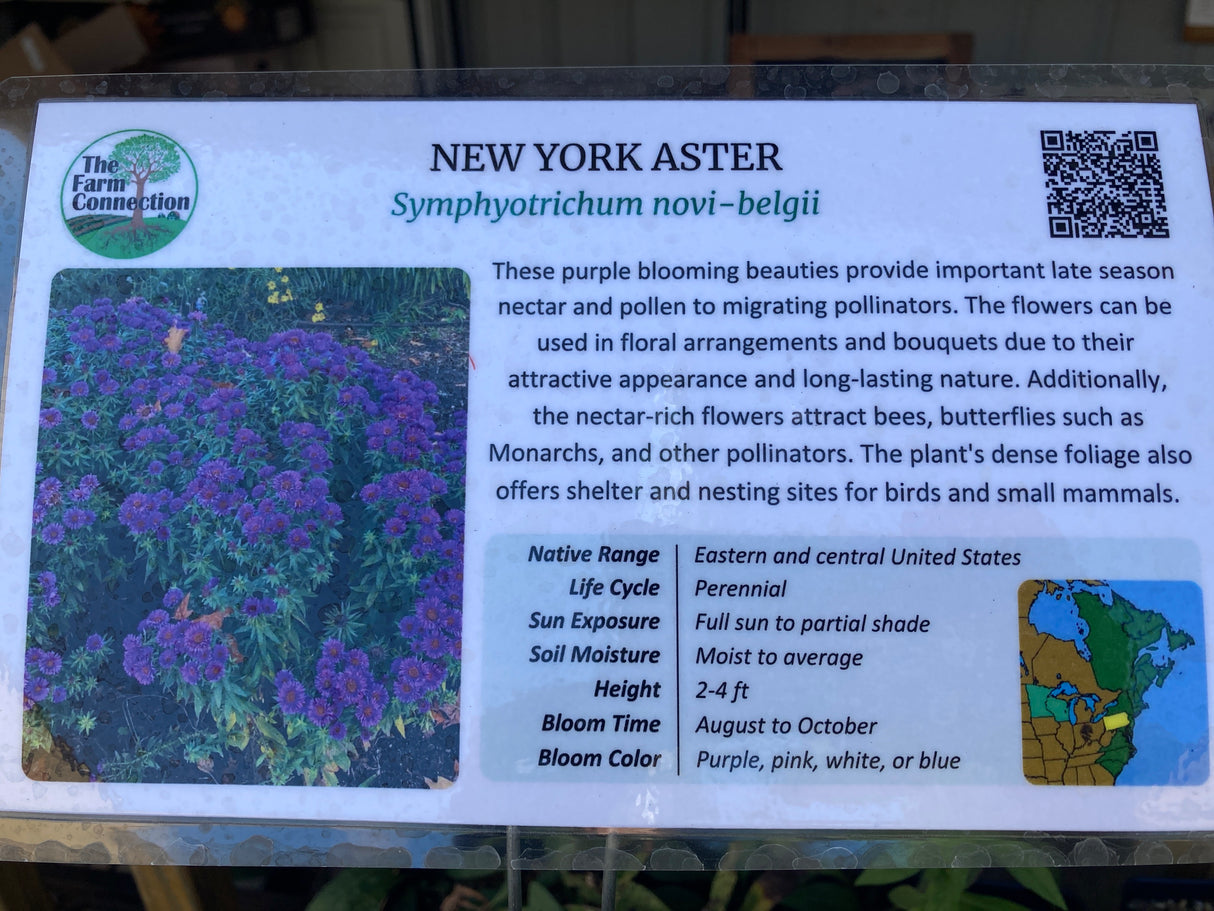 New York Aster Plant Details