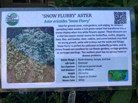 'Snow Flurry' Aster