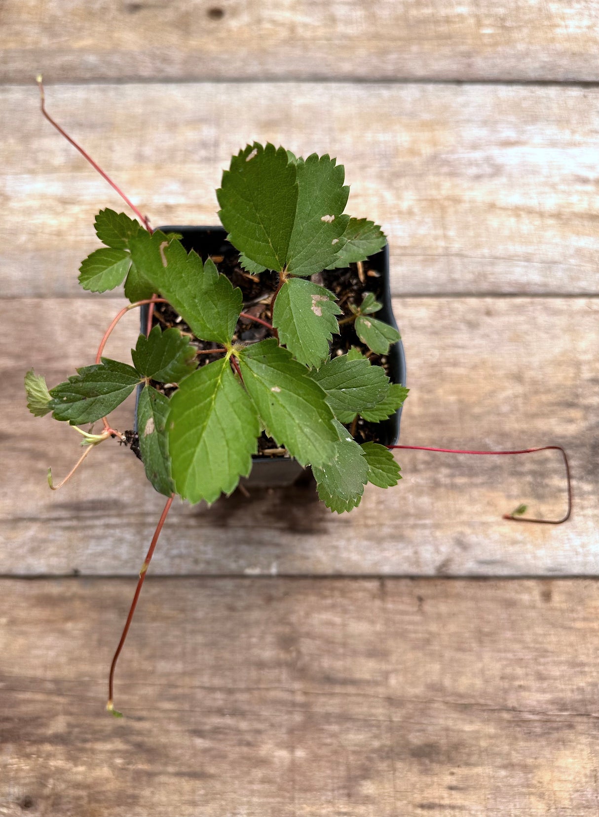 Fragaria virginiana wild strawberry potted plant for sale