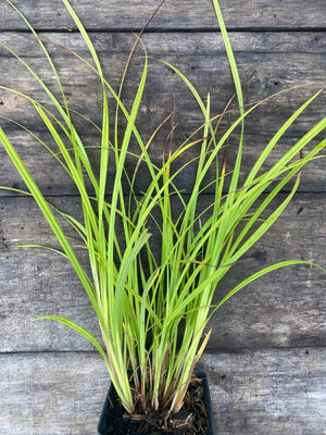 Fringed Sedge potted plant for sale