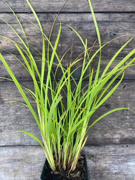 Fringed Sedge potted plant for sale