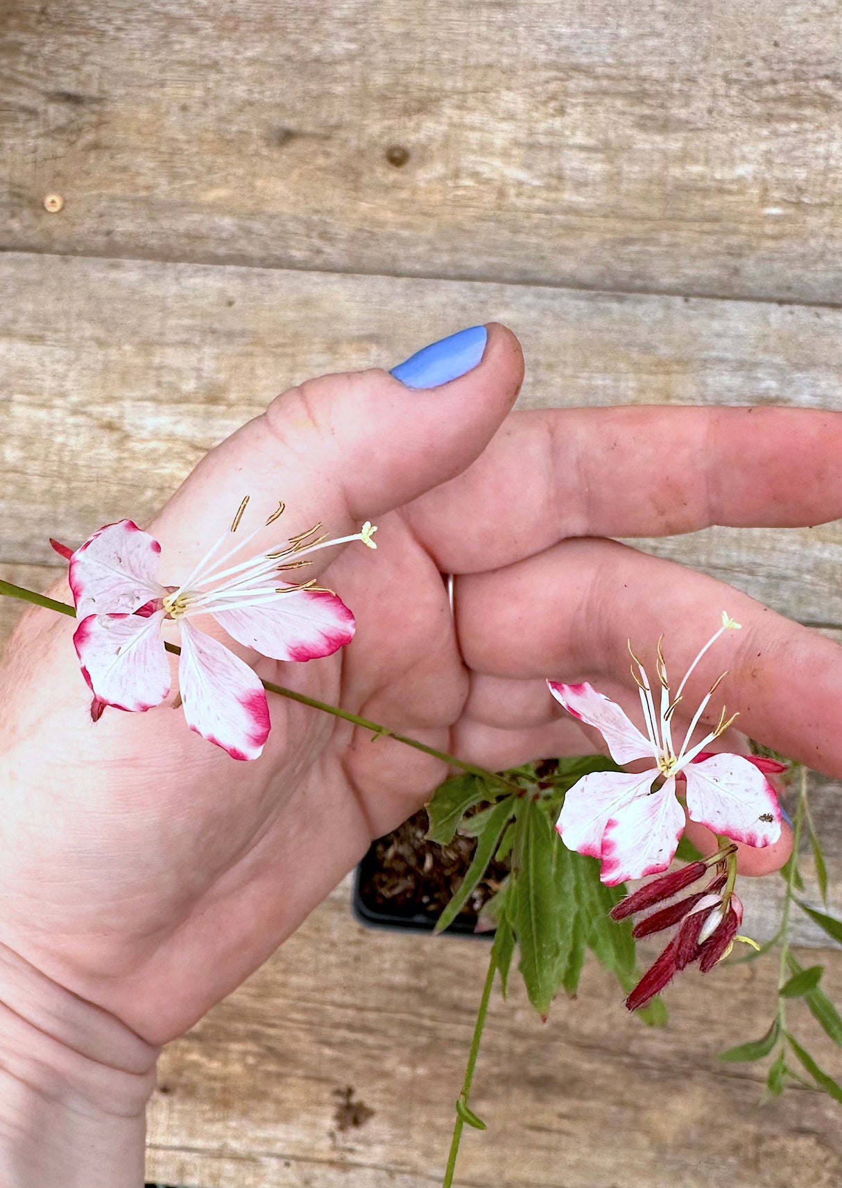 Gaura lindheimeri Rosy Jane flower plant for sale