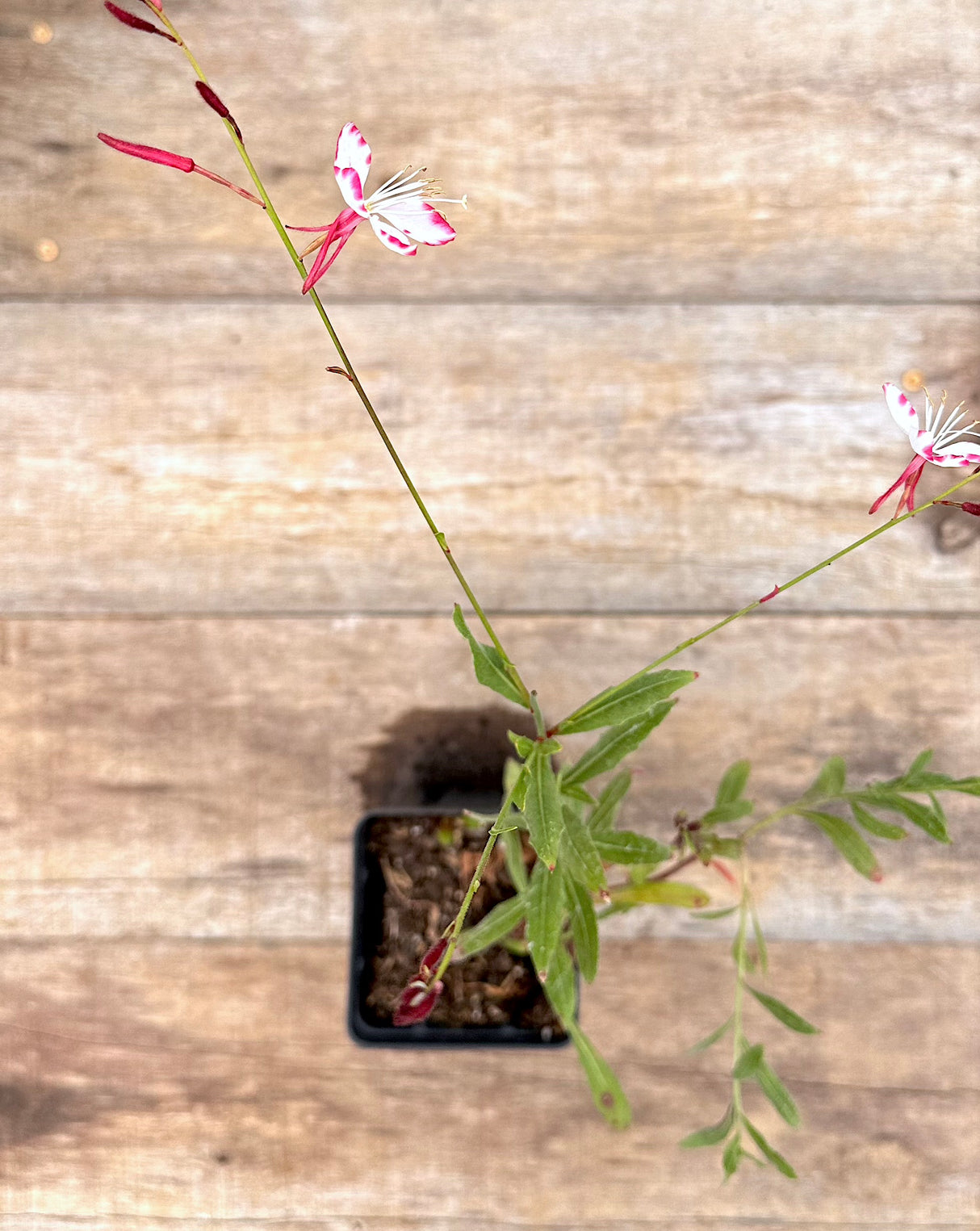 Gaura lindheimeri Rosy Jane flower plant for sale