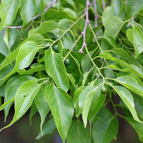 Hackberry Bare Root Native Tree For Sale