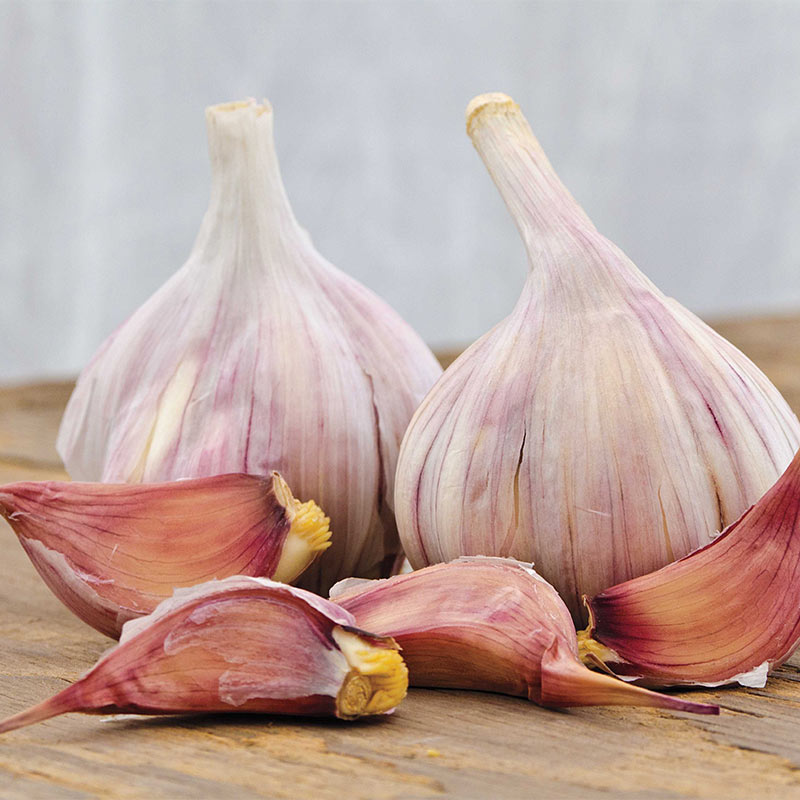 two bulbs of garlic with cloves of garlic laying in front of them, garlic has red skin