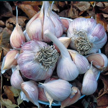 bowl of garlic bulbs and broken apart cloves on a bed of leaves