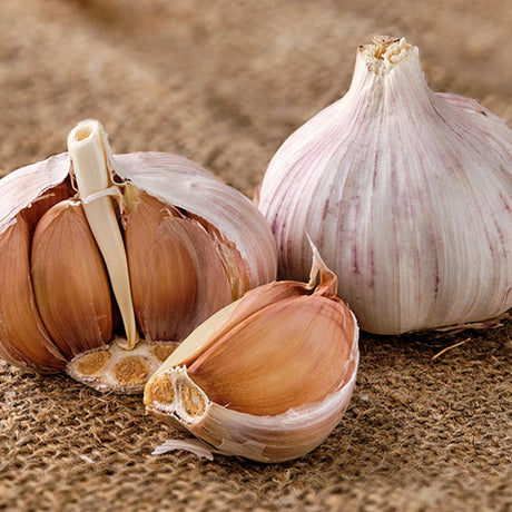 german red seed garlic two bulbs one broken open to show the brown color skins