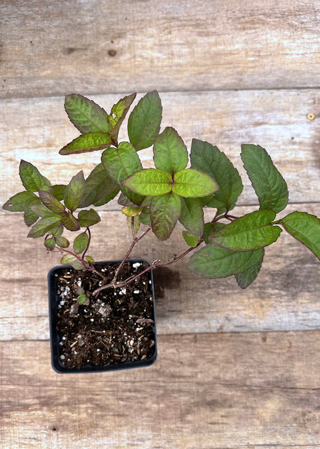 Heliopsis helianthoides Bleeding Hearts potted plant for sale