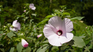 Hibiscus lasiocarpos rose mallow flower plant for sale