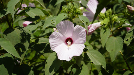 Hibiscus lasiocarpos rose mallow flower plant for sale