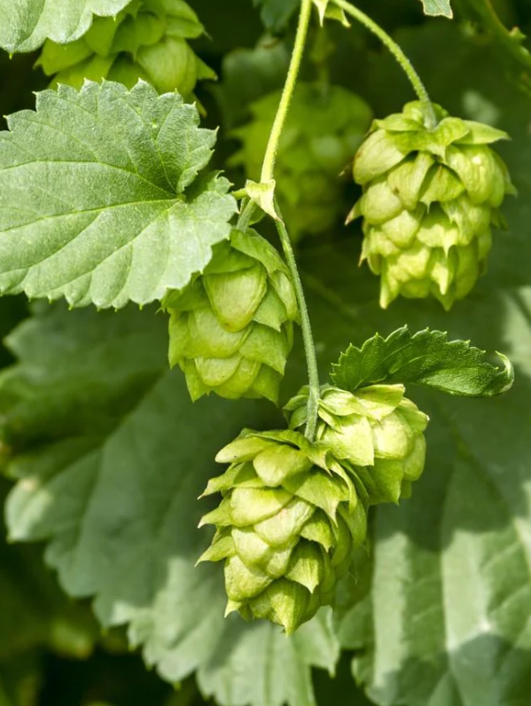 Hops, Cascade, Bare Root – The Farm Connection