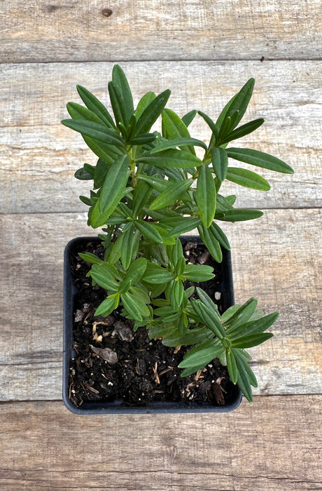 Hypericum prolificum shrubby st johns wort potted plant