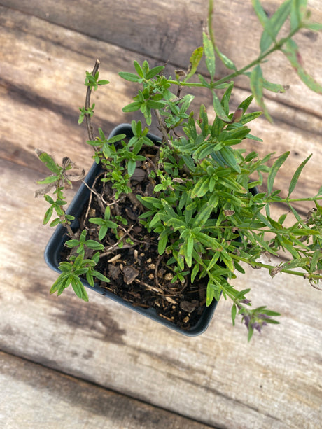 Hyssop (Hyssopus officinalis) Potted Plant For Sale