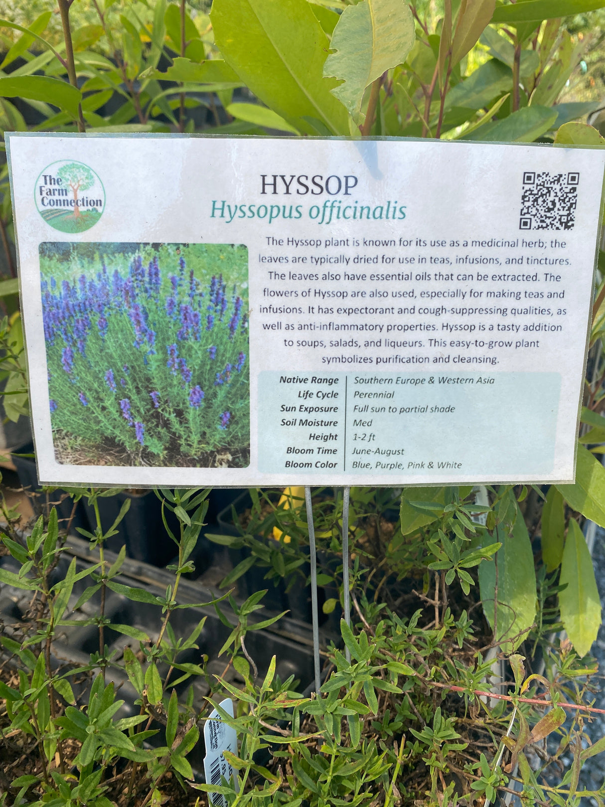 Hyssop (Hyssopus officinalis) Plant Details