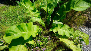 Inula helenium elecampane garden plant for sale