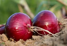 Karmen Red Onion Plant For Sale