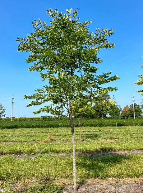 Kentucky Coffeetree Bare Root Tree For Sale