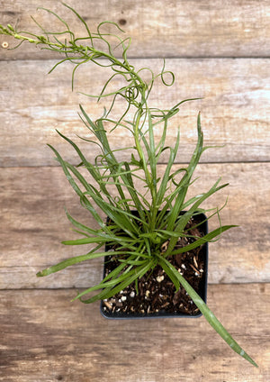 Liatris microcephela Appalachian dwarf blazing stars potted plant for sale