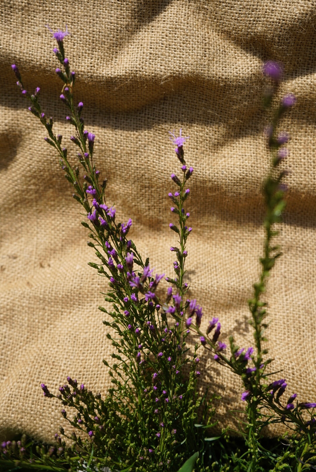 Liatris spicata blazing stars flower plant for sale