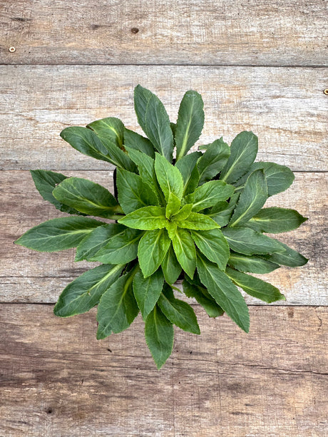 Lobelia cardinalis cardinal flower potted plant for sale