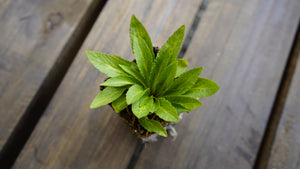 Lobelia cardinalis cardinal flower potted plant for sale